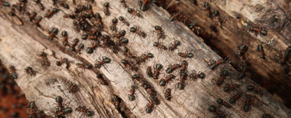 How Many Ants Live on Earth? Scientists Came Up With an Answer ...