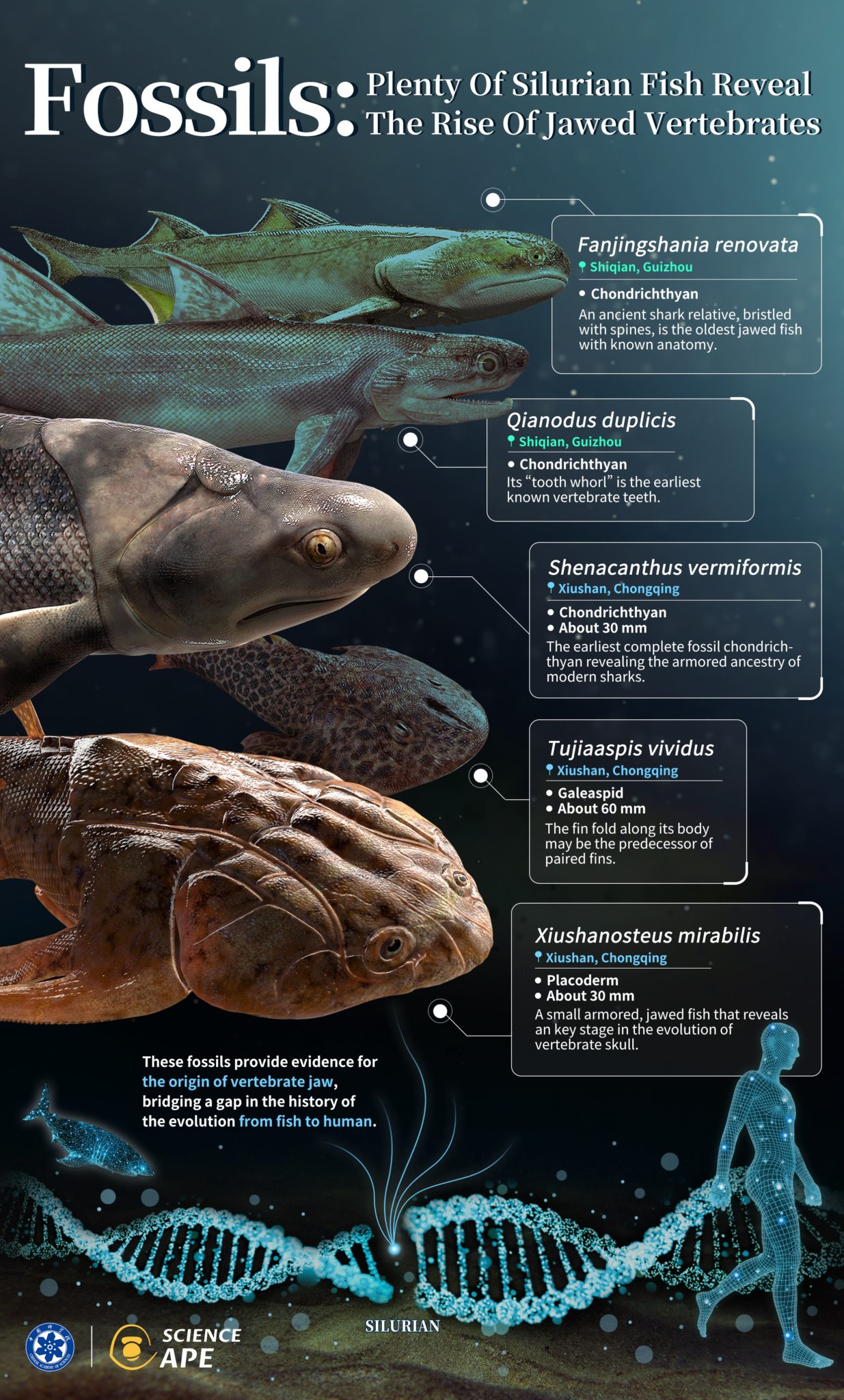 Amazing New Fossils Provide Earliest Known Traces of The Evolution of 