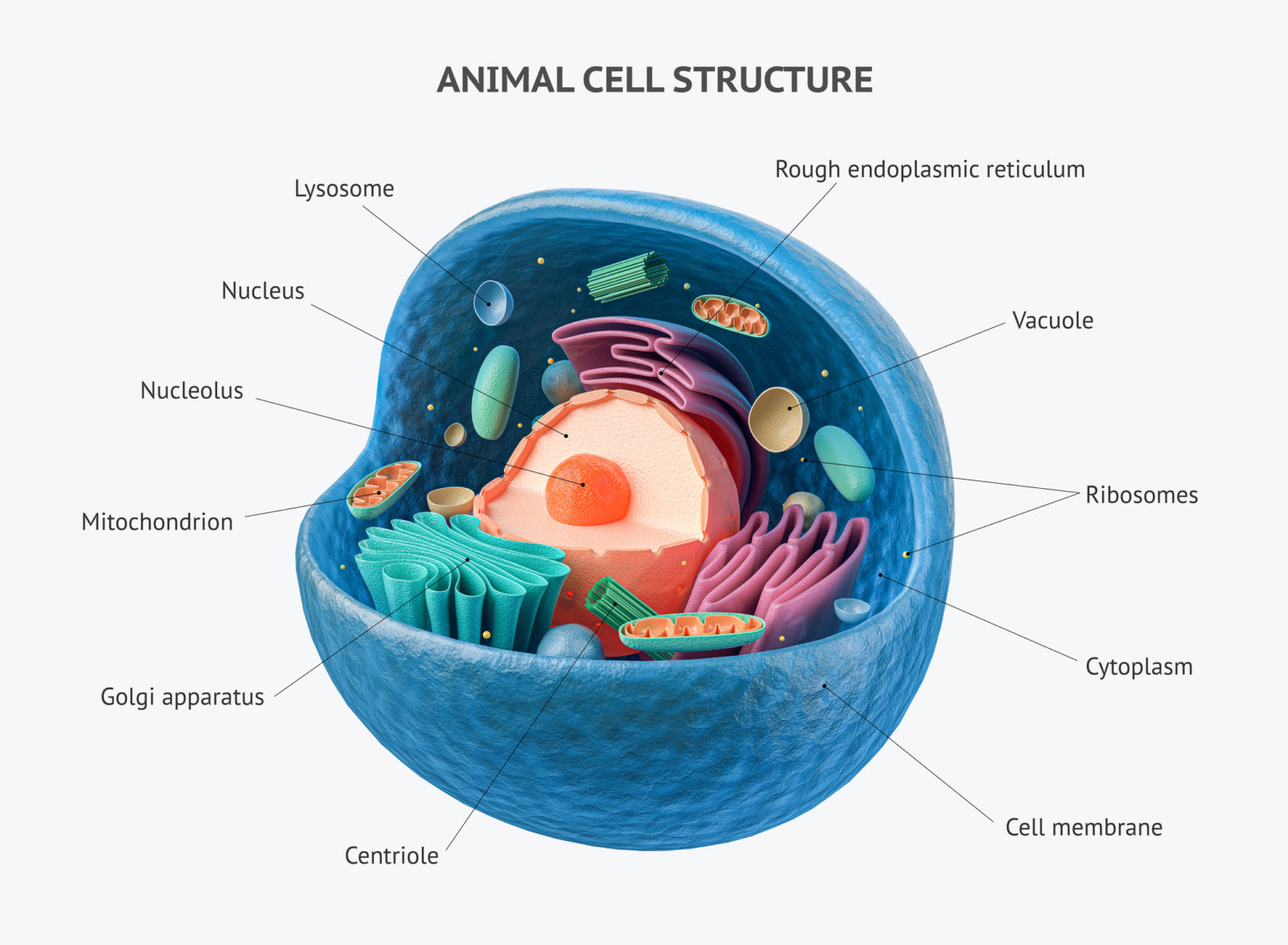 Cell organelles