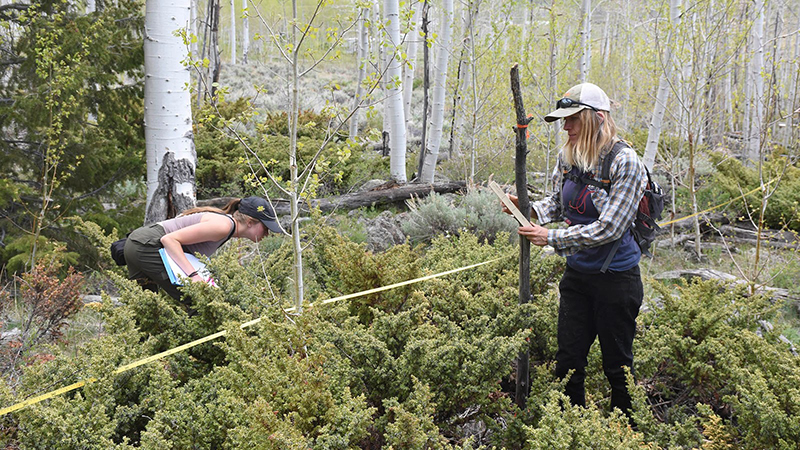 Researchers working in the Pando forest in Utah