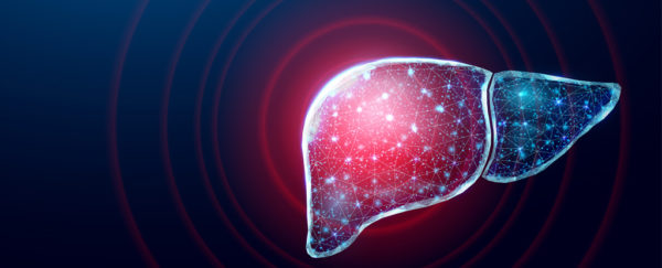 Mouse Study Reveals How to Help Speed Up The Liver's Self-Regeneration ...