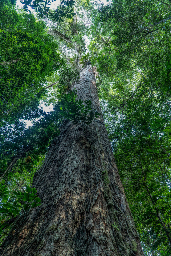 We've Finally Reached The Tallest Tree in The Amazon 3 Years After Its