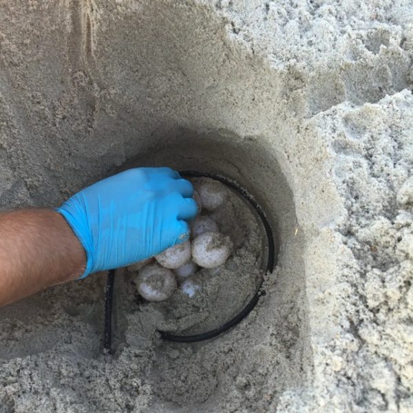 Many Baby Sea Turtles Never Make It To The Sea. This Genius Idea Could 