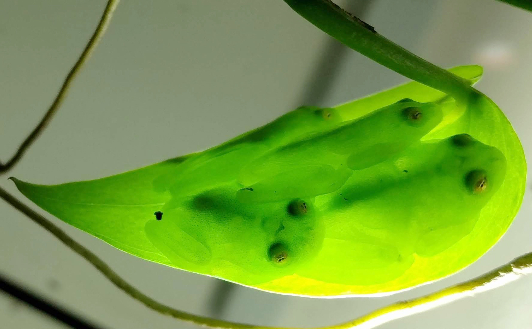 Glass Frogs Turn Transparent When They Sleep… By Hiding Almost All