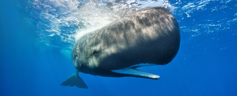 Whales Can Actually Help Us Fight Climate Change. Here's How : ScienceAlert