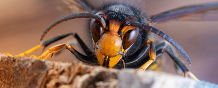 An Invasion Of Asian Hornets In Europe All Started With A Single Queen   CloseUpOfAsianWaspOnTreeStump 768x311 