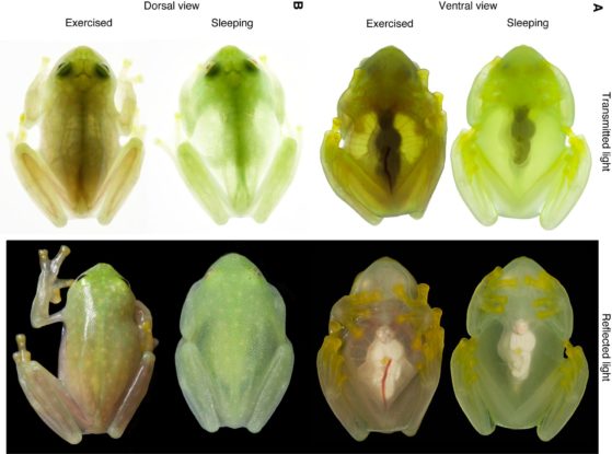 Glass Frogs Turn Transparent When They Sleep... By Hiding Almost All ...