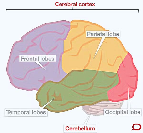 human-brains-never-truly-grow-up-a-trait-we-share-with-one-other-close