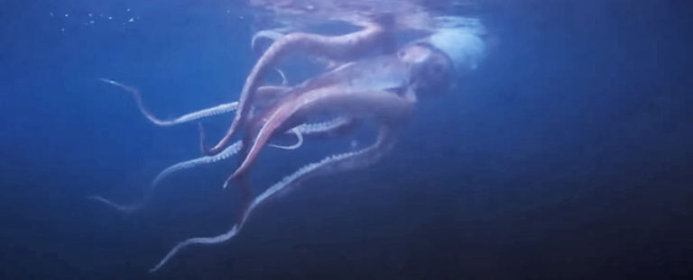 Couple Captures Rare Footage Of A Giant Squid Swimming Off The Coast Of Japan Sciencealert 7954