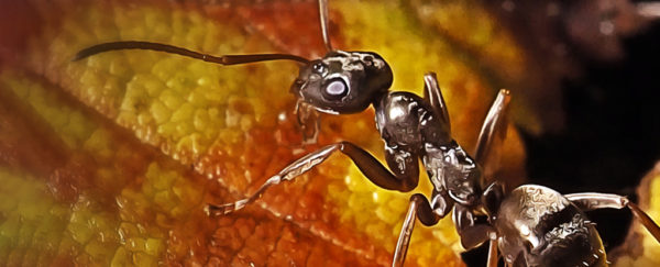 Scientists Discover Ants Can Sniff Out Cancer In Urine ScienceAlert   SilyAntOnYellowLeafCloseUp 600x243 