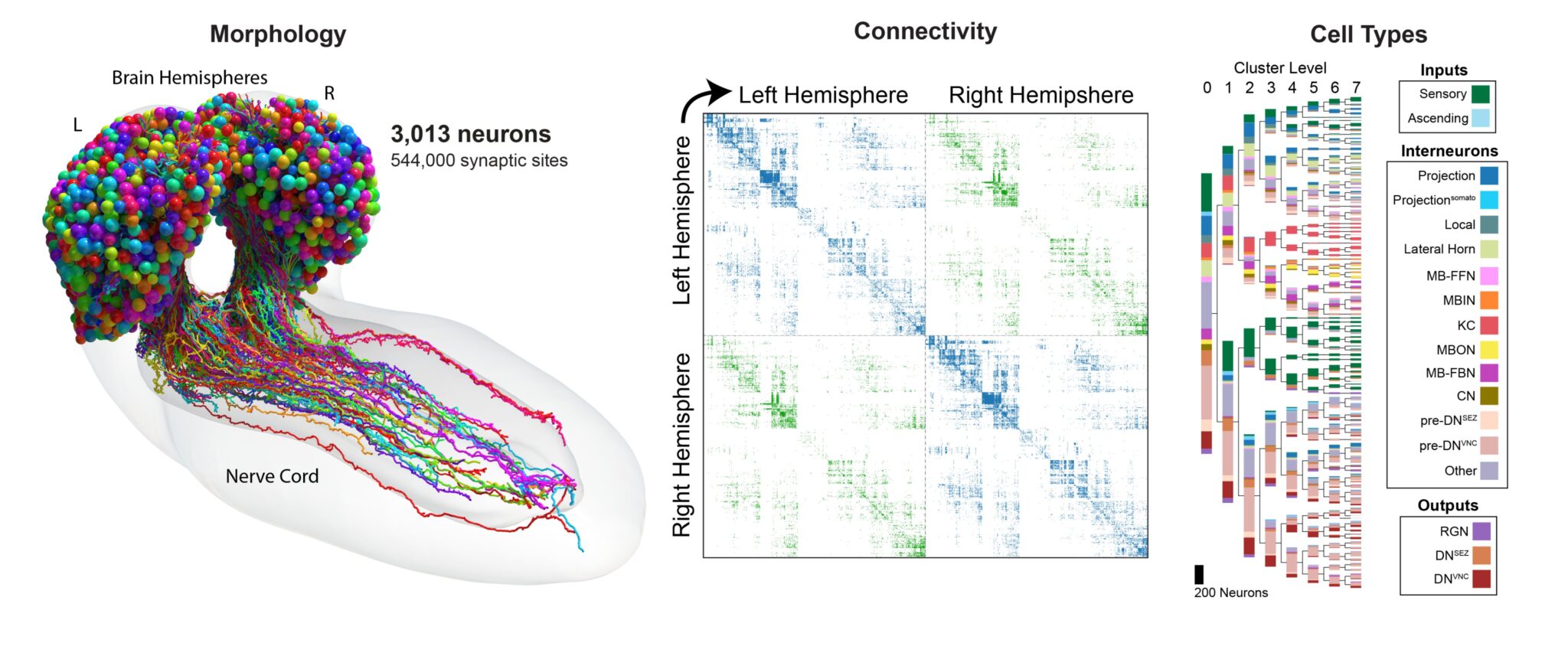 the-first-ever-complete-map-of-an-insect-brain-is-truly-mesmerizing