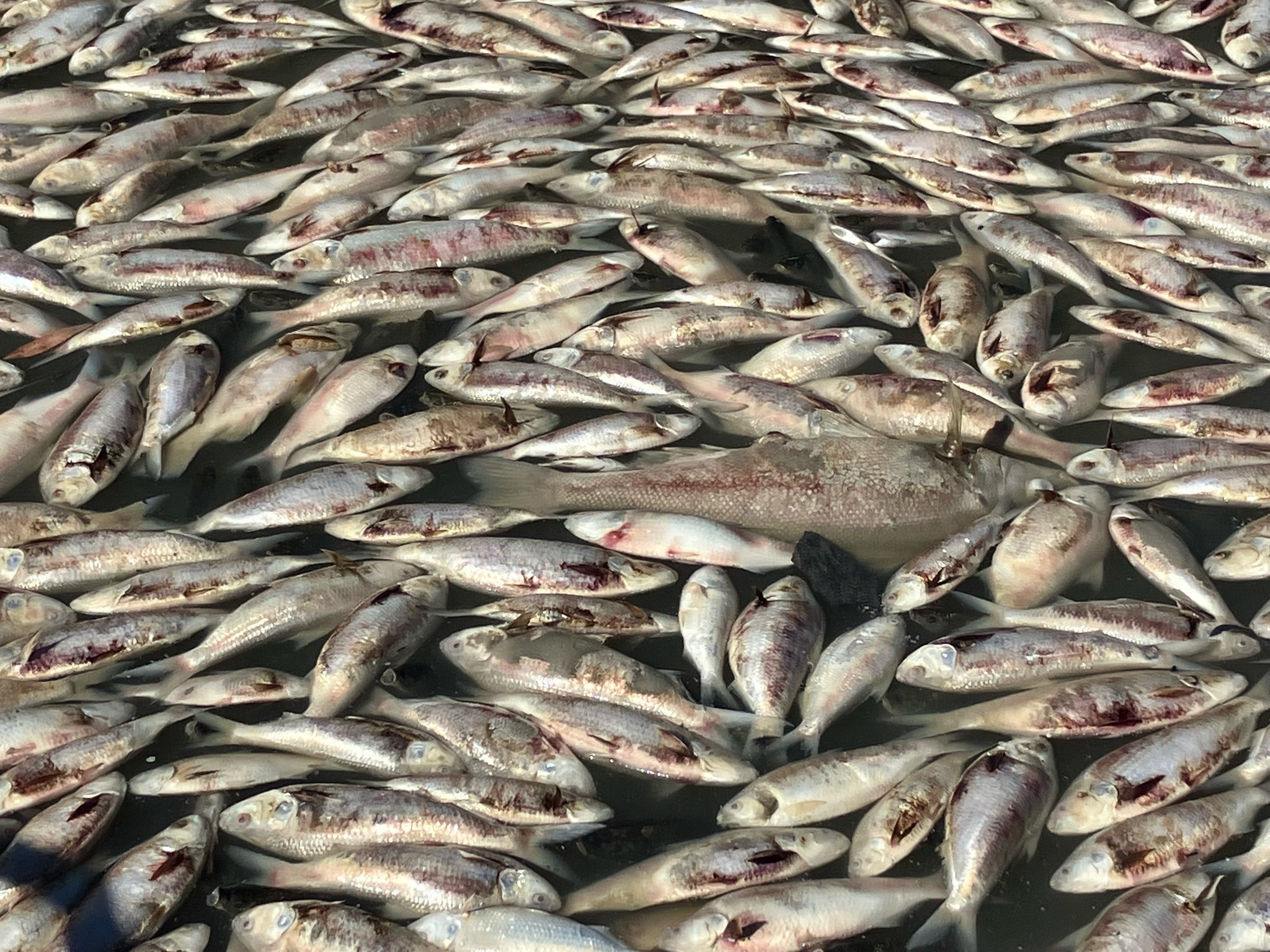 Millions Of Dead Fish Blanket Australian River In Hypoxia Disaster ...