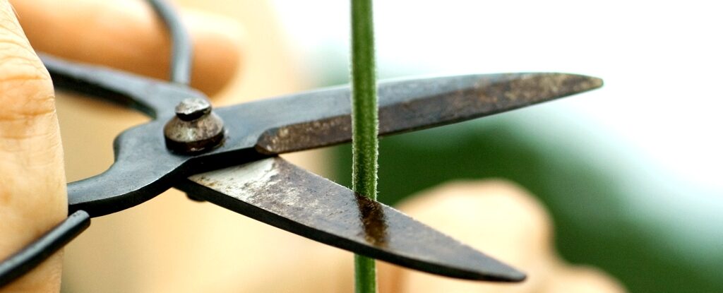 Shears Cut Plant Stem