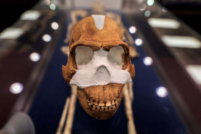 Skull of Homo Naledi