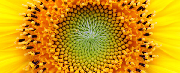 400-Million-Year-Old Fossil Upends Our Understanding of Fibonacci ...