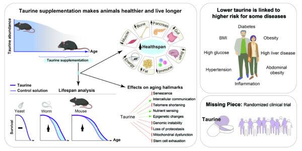 Boosting This Amino Acid – Not Telomeres – Might Be The Secret to ...