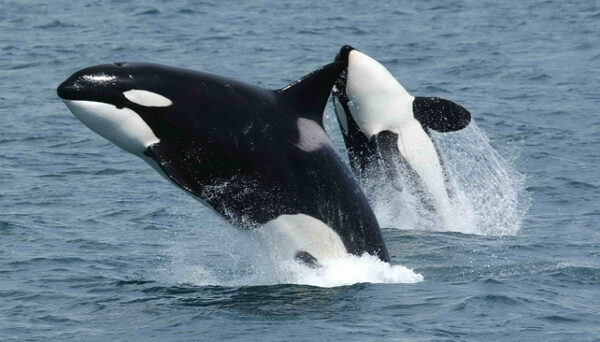 These 4 Mind-Blowing Facts Show Just How Smart Orcas Really Are ...