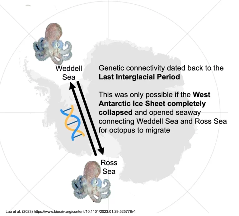 met-octopusjes-1-768x696.webp