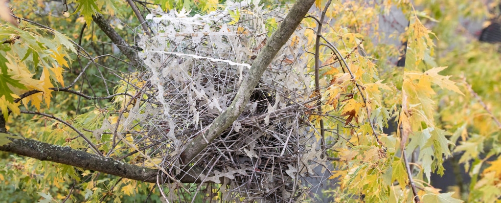 The Antwerp magpie nest constructed with anti-bird spikes, seen on the fork of a branch in a sugar maple tree