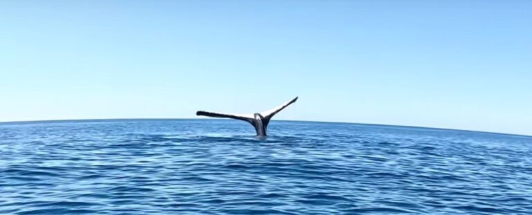 Incredible Video: Man Encounters a Whale Seemingly Frozen in Place ...