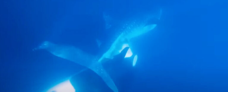 Rare Footage Captures an Orca Ripping Out a Whale Shark's Liver