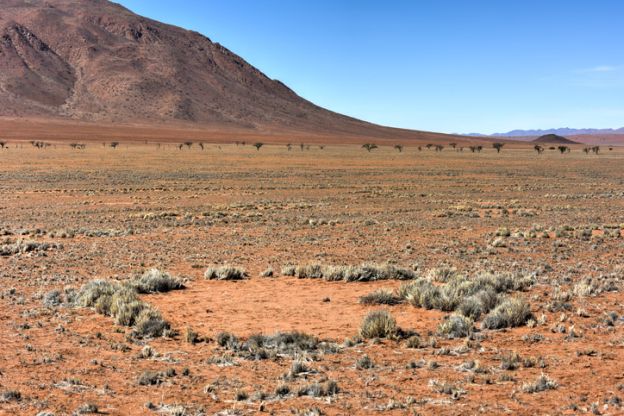 Thousands More Puzzling 'Fairy Circles' Have Been Found around the