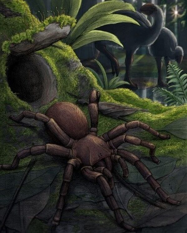 Fossil Of A 'Giant' Trapdoor Spider Found In Australia, And Just Look ...