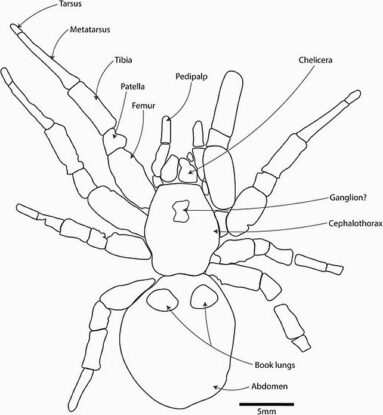 Fossil of a 'Giant' Trapdoor Spider Found in Australia, And Just Look ...