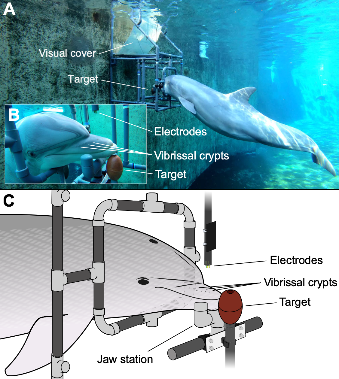 dolphin experiment soviet