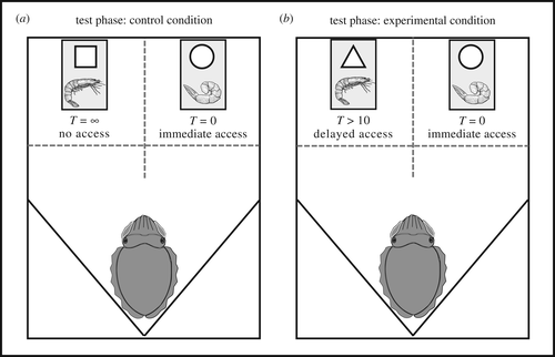 Graphic showing experimental set up