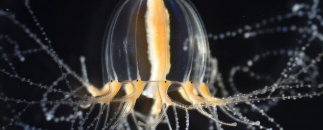 Jellyfish Can Regrow Their Tentacles, And We Finally Know How