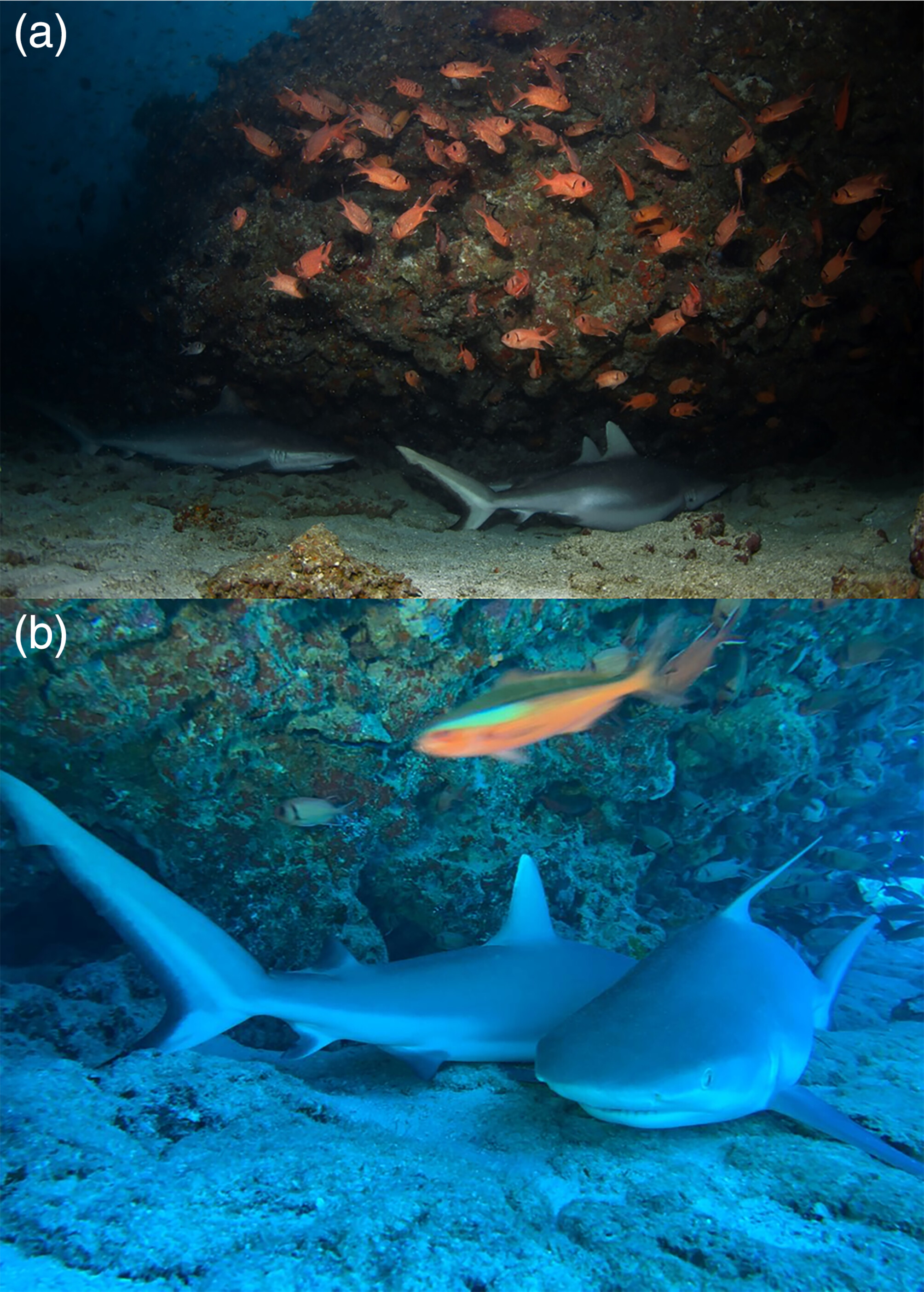 Surprise Discovery Shows These Sharks Don't Need to Keep Moving ...