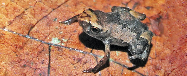 This Insanely Tiny Frog Could Be as Small as Vertebrates Get : ScienceAlert