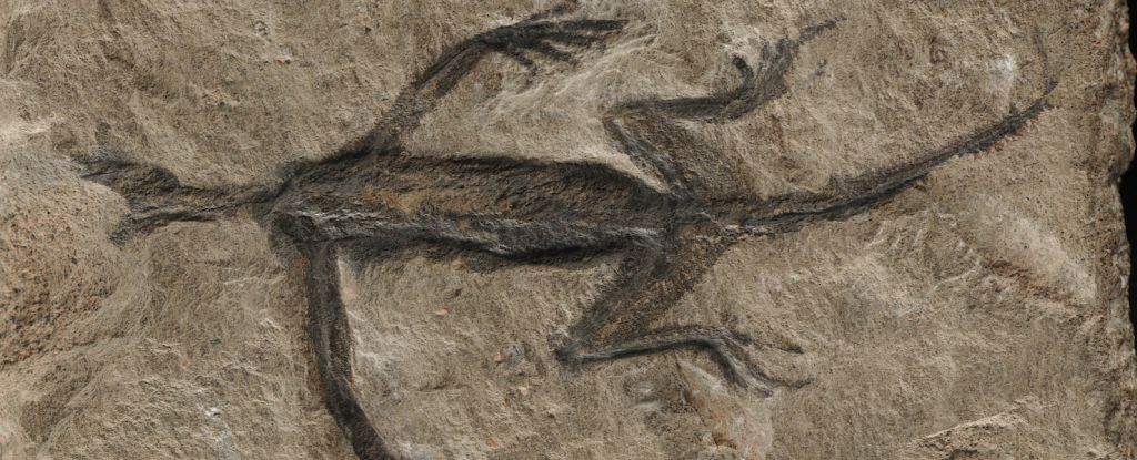 수십 년 동안 과학자들을 어리둥절하게 만들었던 고대 화석이 마침내 정체를 드러냈습니다: ScienceAlert