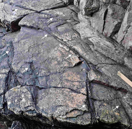 Earth's Oldest Fossilized Forest Has Been Hiding Its Bizarre Trees For ...