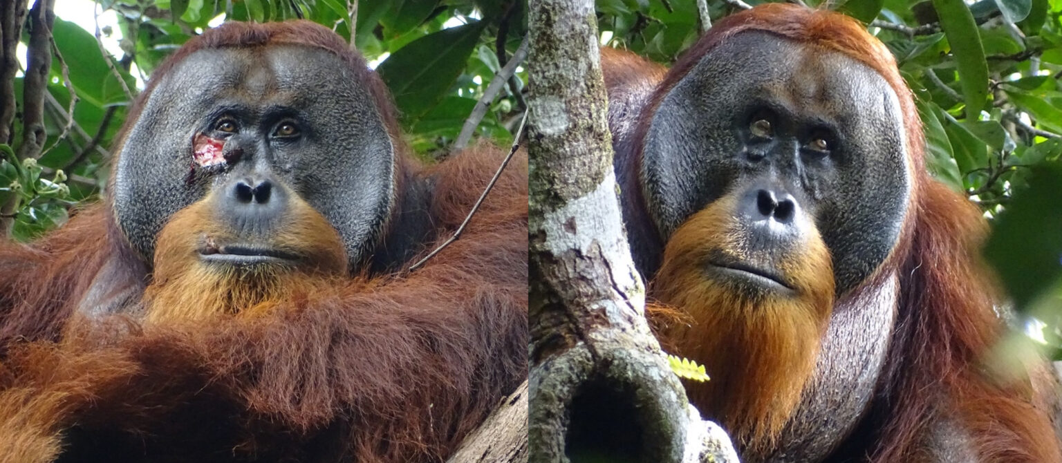 Wild Animal Seen Treating Wound With Medicinal Plant in First ...