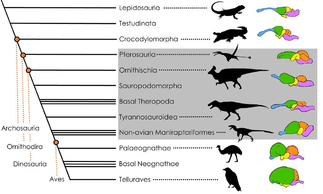 شجرة العلاقات بين الزواحف والديناصورات والطيور بالإضافة إلى تعقيد أدمغتهم