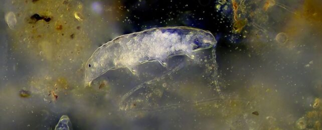 Scientists Discover How Tardigrades Survive Blasts of Radiation, And It's Weird