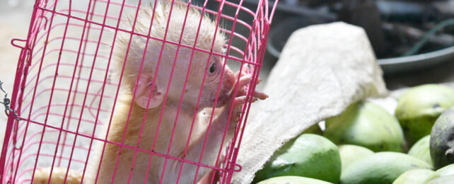 Baby monkey in a pink cage next to market produce