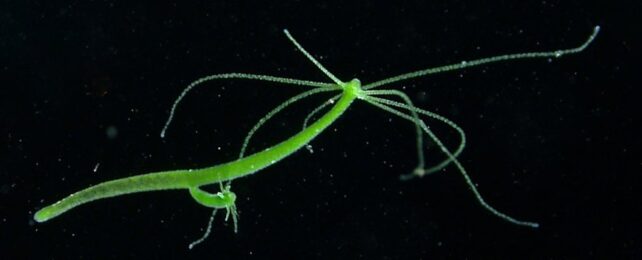Green tube animal with tentacles at one end