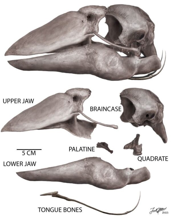 Giant 'Giga-Goose' Once Thundered Across Prehistoric Australia ...