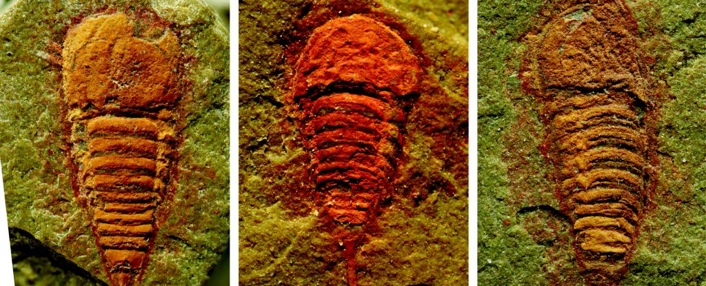 Descubrimiento sorpresa revela el primer ancestro conocido de escorpiones y arañas: Heaven32