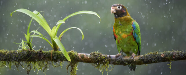 Brown hooded parrot sitting on a mossy branch in the rain