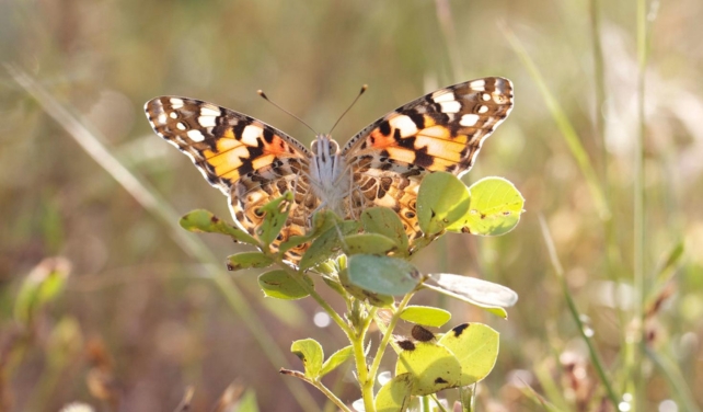 Mariposa dama pintada 