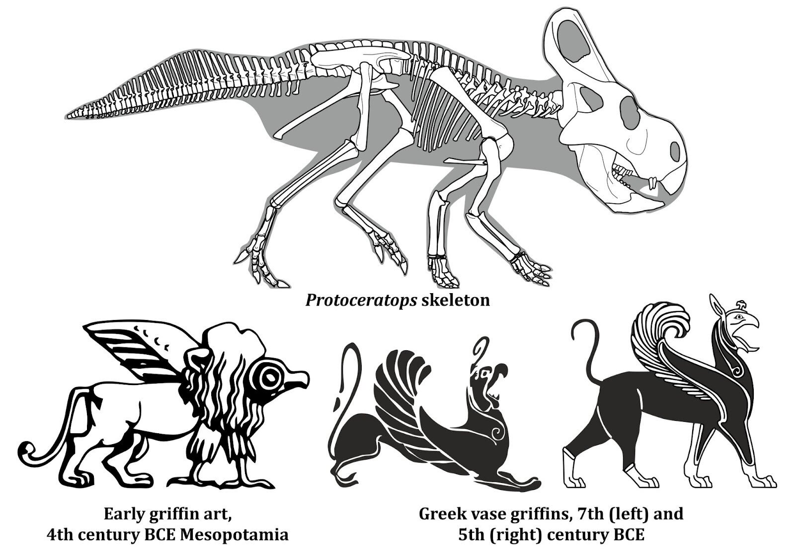 Fósil de dinosaurio comparado con representación de grifo