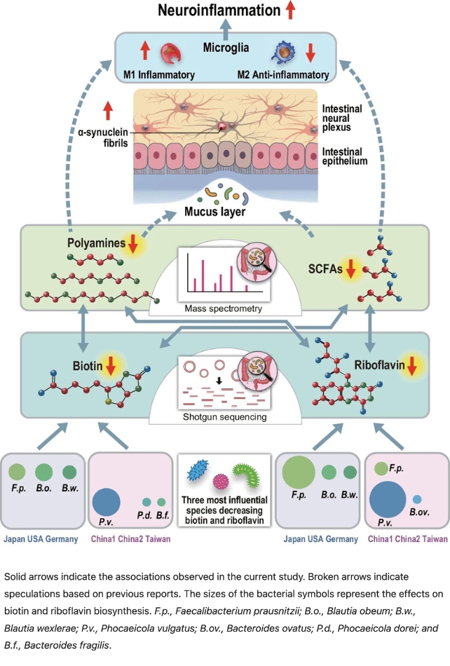 A graphic depicting the process of gut bacteria depleting B vitamins and leading to symptoms of Parkinson's disease