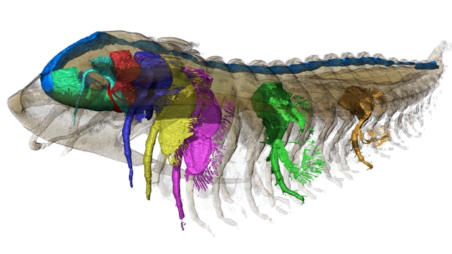 A colorful recreation of trilobite soft tissue