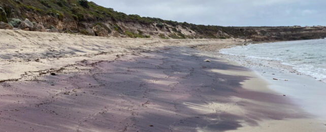 Beach streaked with pink-purple sand.