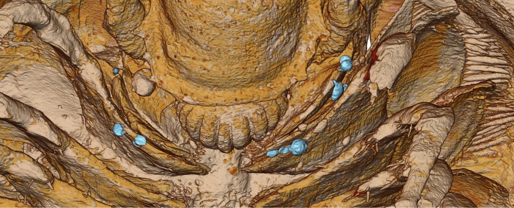Anatomía de trilobites nunca antes vista preservada por cenizas similares a las de Pompeya en Marruecos: Heaven32