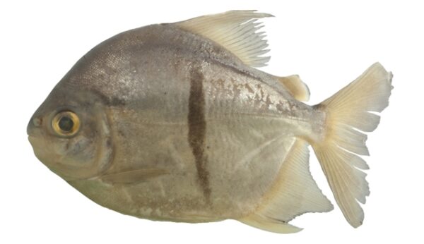 Meet Sauron: New Piranha-Like Species Named After Ultimate Villain ...